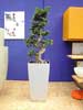 Pflanzgefäß POMO  mit Ficus Bonsai